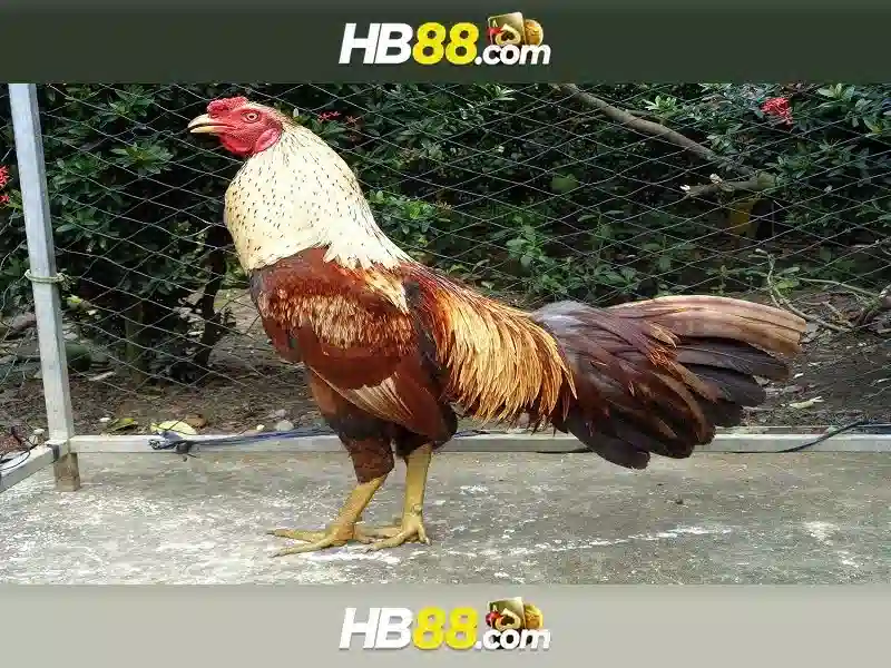 hb88 đăng nhập – Tổng quan chủ đề và giá trị cốt lõi