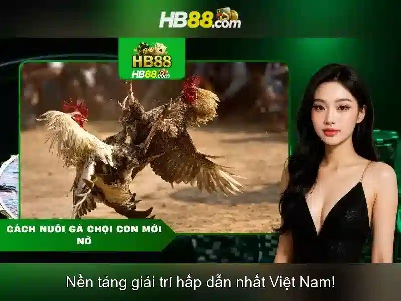 hb88 là nền tản giải trí trực tuyến hàng đầu